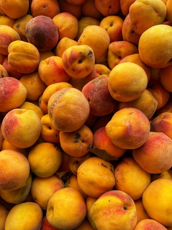 Comment organiser une expédition de pêche à la mouche en Islande?